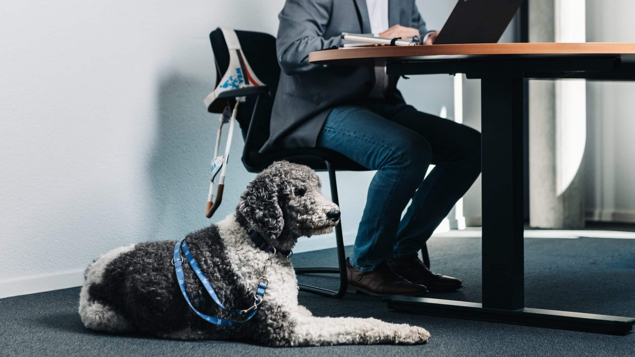 Ein Mann im Anzug am Schreibtisch, zu seinen Füssen sitzt ein Führhund