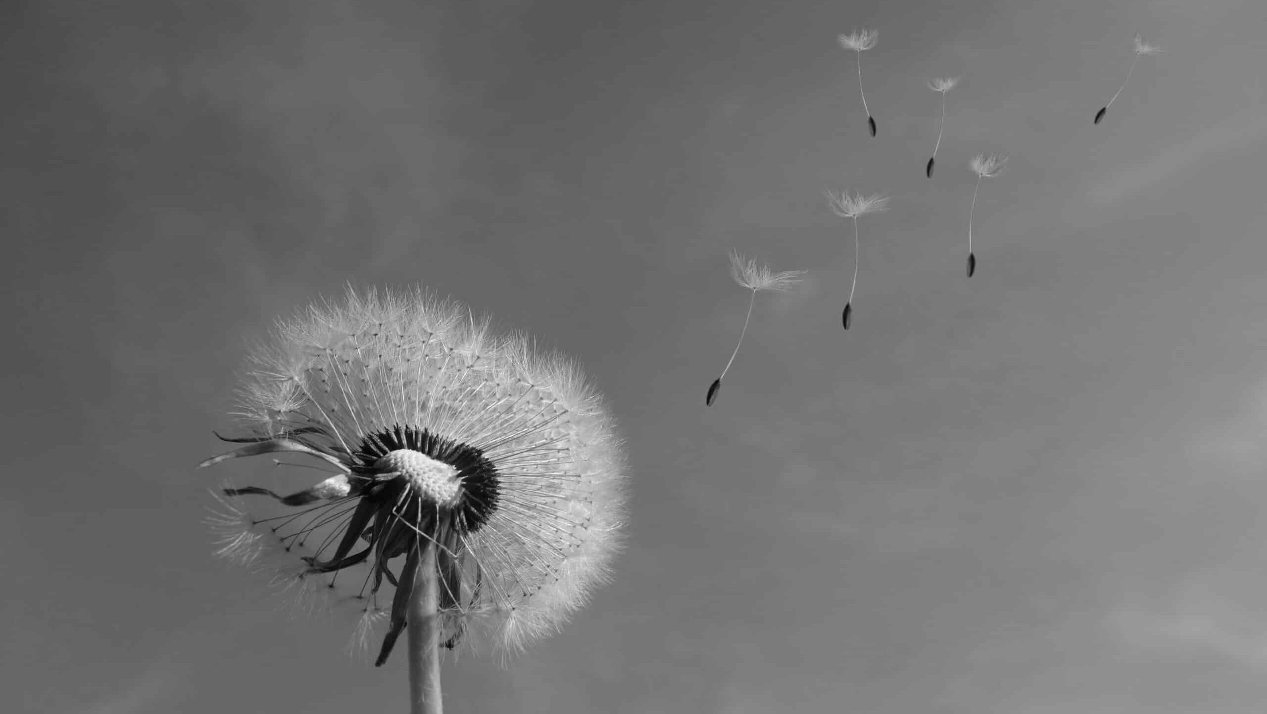 Eine Löwenzahn-Pusteblume vor blauem Himmel. Die einzelnen Samen werden vom Wind davongetragen.