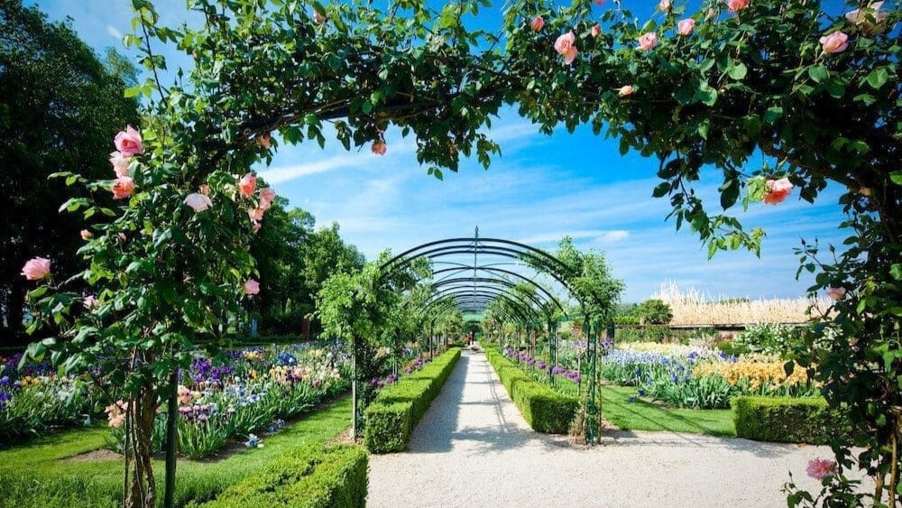 Spazierweg unter hohen rosenbewachsenen Lauben
